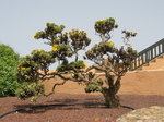 27871 Tree at Mirador Morro Velosa.jpg